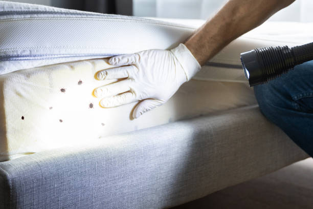 Best Rat Extermination Near Me  in Barstow, CA