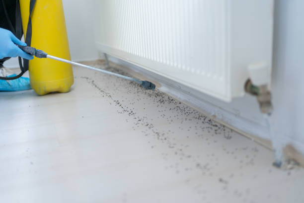 Best Pest Control Near Me  in Barstow, CA